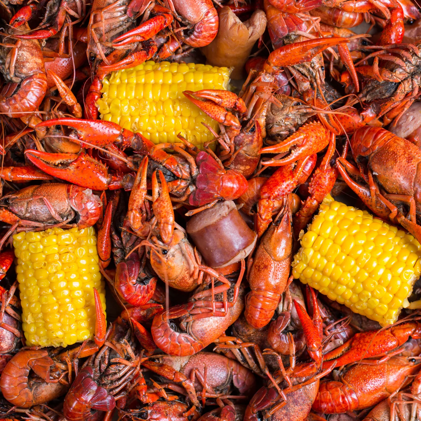 Crawfish - Image 5
